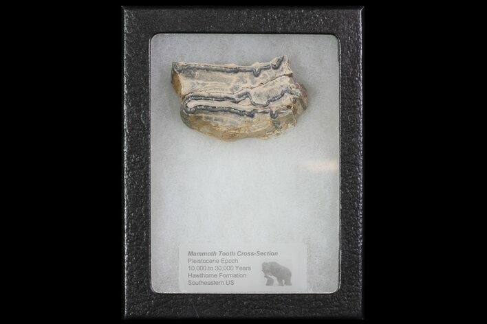 Mammoth Molar Slice With Case - South Carolina #67745